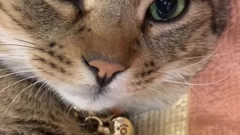 Stonesleepy and troublesome cat face