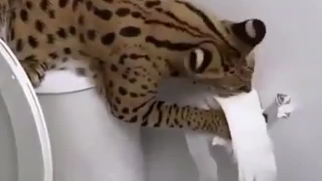 funny animals/ funny #shorts