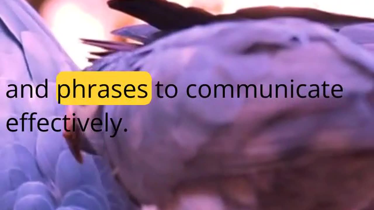 Grey Talkers: the Speech Skills of African Greys(can Grey Parrot Talk?) #pets #parrot