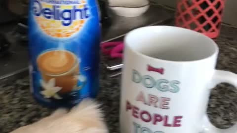 Dogs are people too labrador makes coffee mug