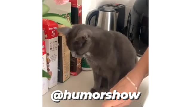 Poor cat, man, he was thrilled 😂😂