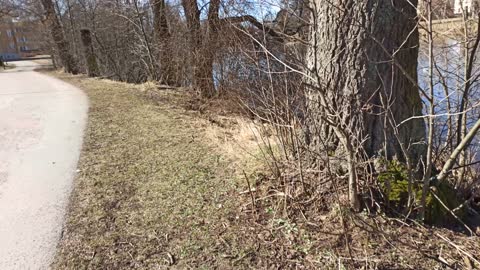 Promenad vid Svartån, Rosta, Torsten Ehrenmarks park. Örebro 30 Mars 2022