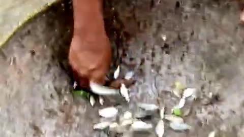 Small Fish catching old technique of Bangladesh