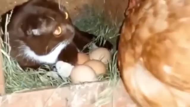 Cat hatching egg