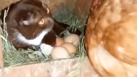 Cat hatching egg