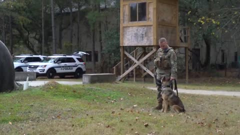 How to Training with Military Working Dogs.