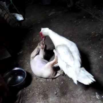 Puppy and Duck Friends