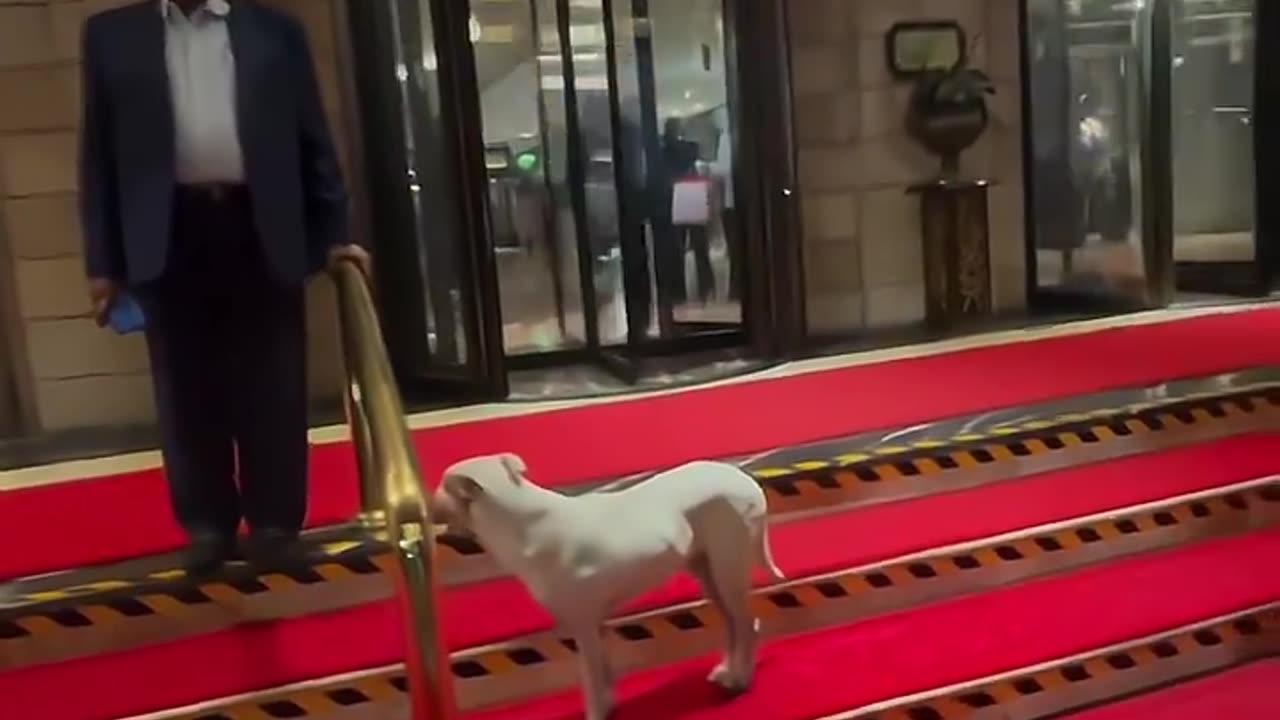 Stray dog inside five star hotel