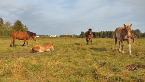 Horses