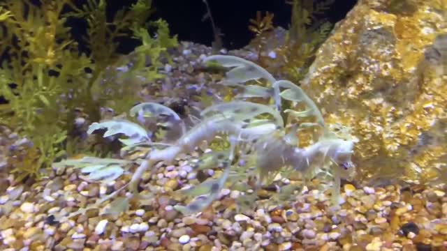 Leafy Sea Dragon facts the marine emblem of South Australia Animal Fact Files