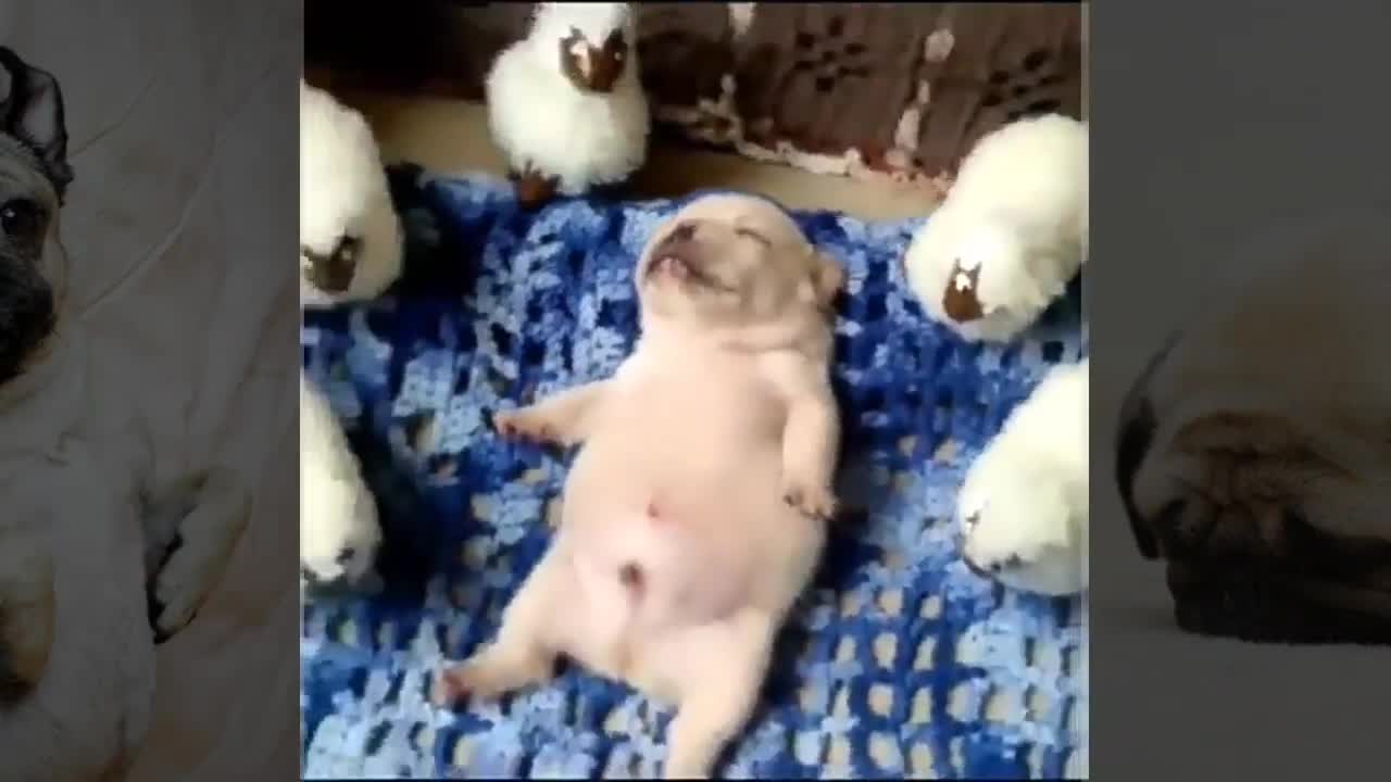 funny pugs walking around