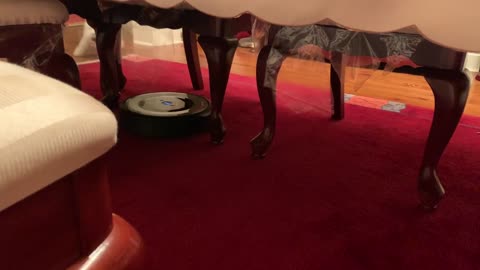 Dog vacuum funny video
