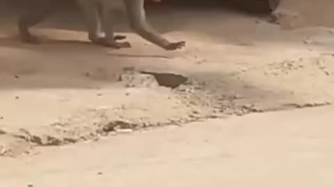 Super Funny Animal Video that Will Make You Laugh Out Loud1