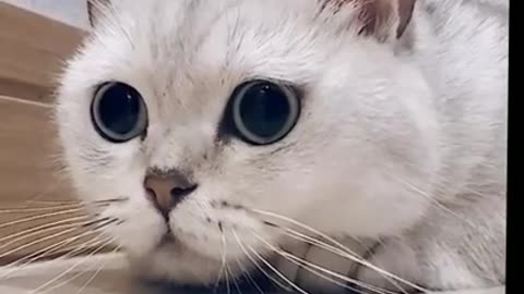 Baby Cats | Cute And Funny Cat Videos ...