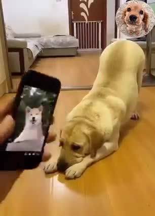 Omg so smart dog 😍🥰😘