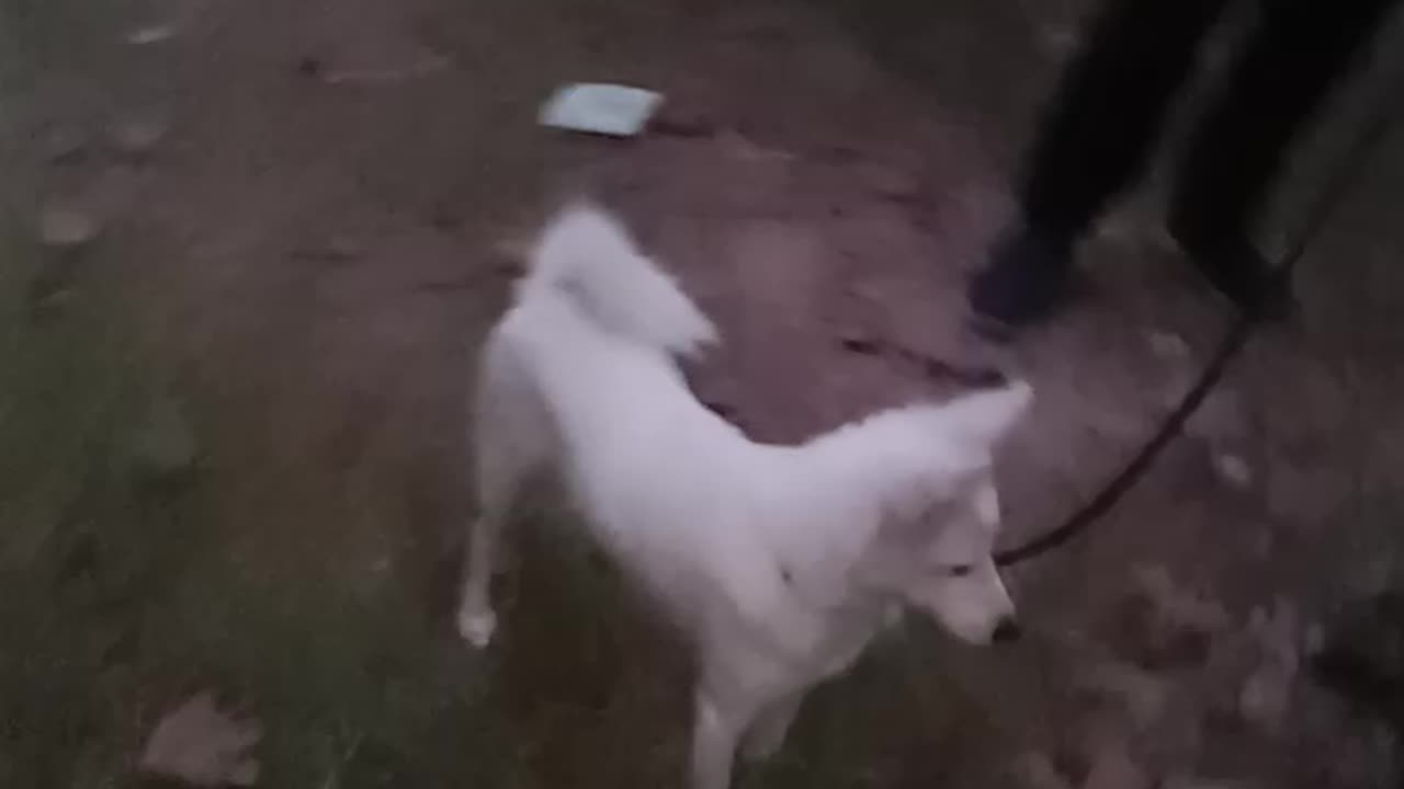 Dog playing with park with her partner