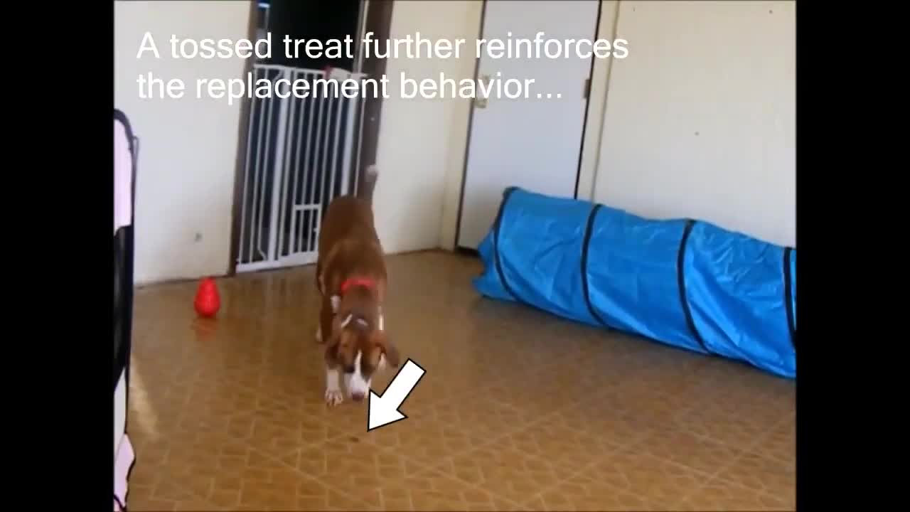 Brain training for dogs