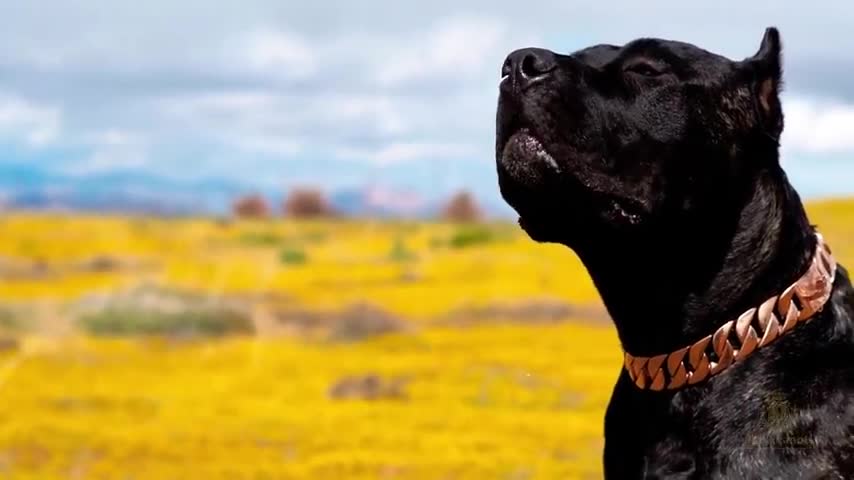 8 Most strongest dangerous and fearless dogs