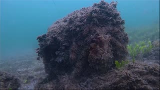 Nearly Invisible Octopus