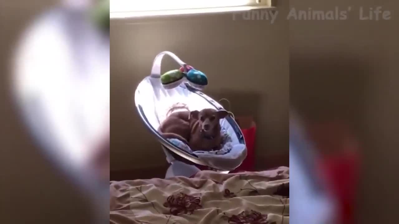 116 😁 Funniest 🐶 Dogs and 😻 Cats Awesome Funny Pet Animals' Life Videos 😇