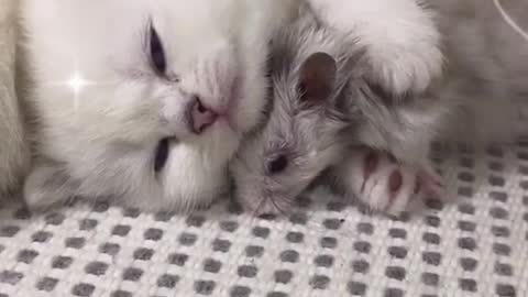 The Kitten holding the hamster is ADORABLE.