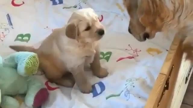 golden retriever