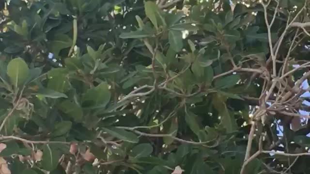 Funny Sparrow in tree