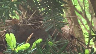 Daddy Cardinal helps feed babies