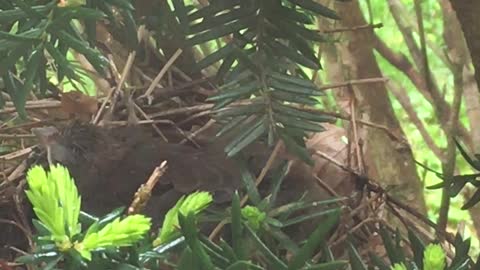 Daddy Cardinal helps feed babies