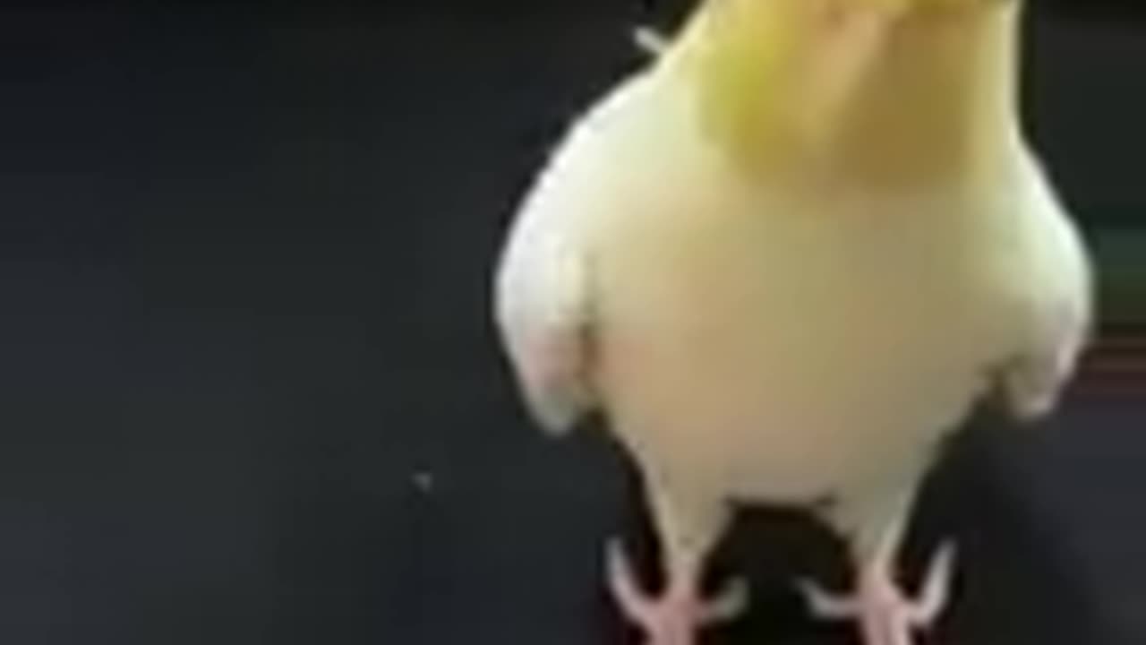 Funny bird parrot