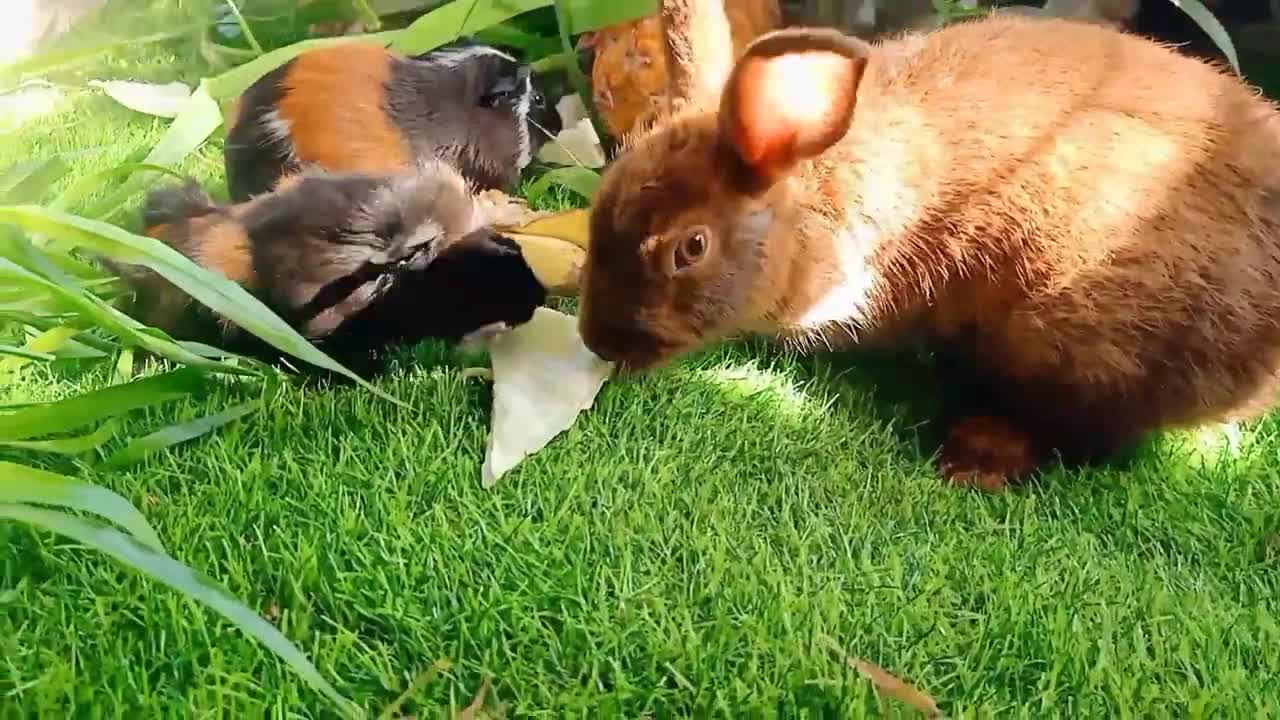 Nice cute pets