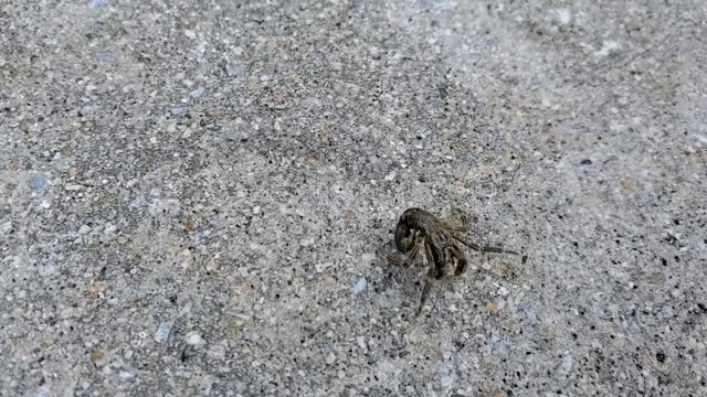 Hermit crab out of his shell