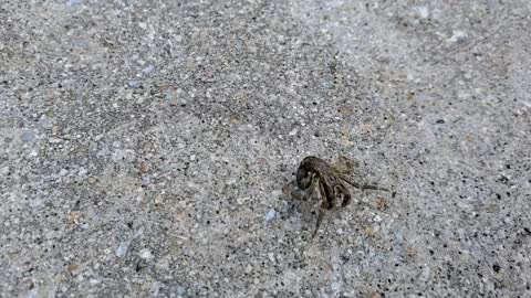 Hermit crab out of his shell