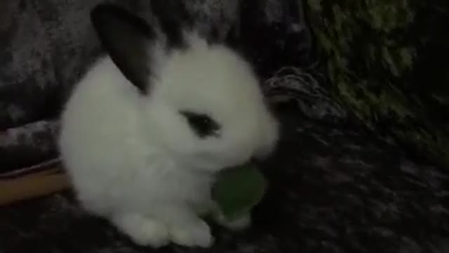 A lovely rabbit is eating leaves