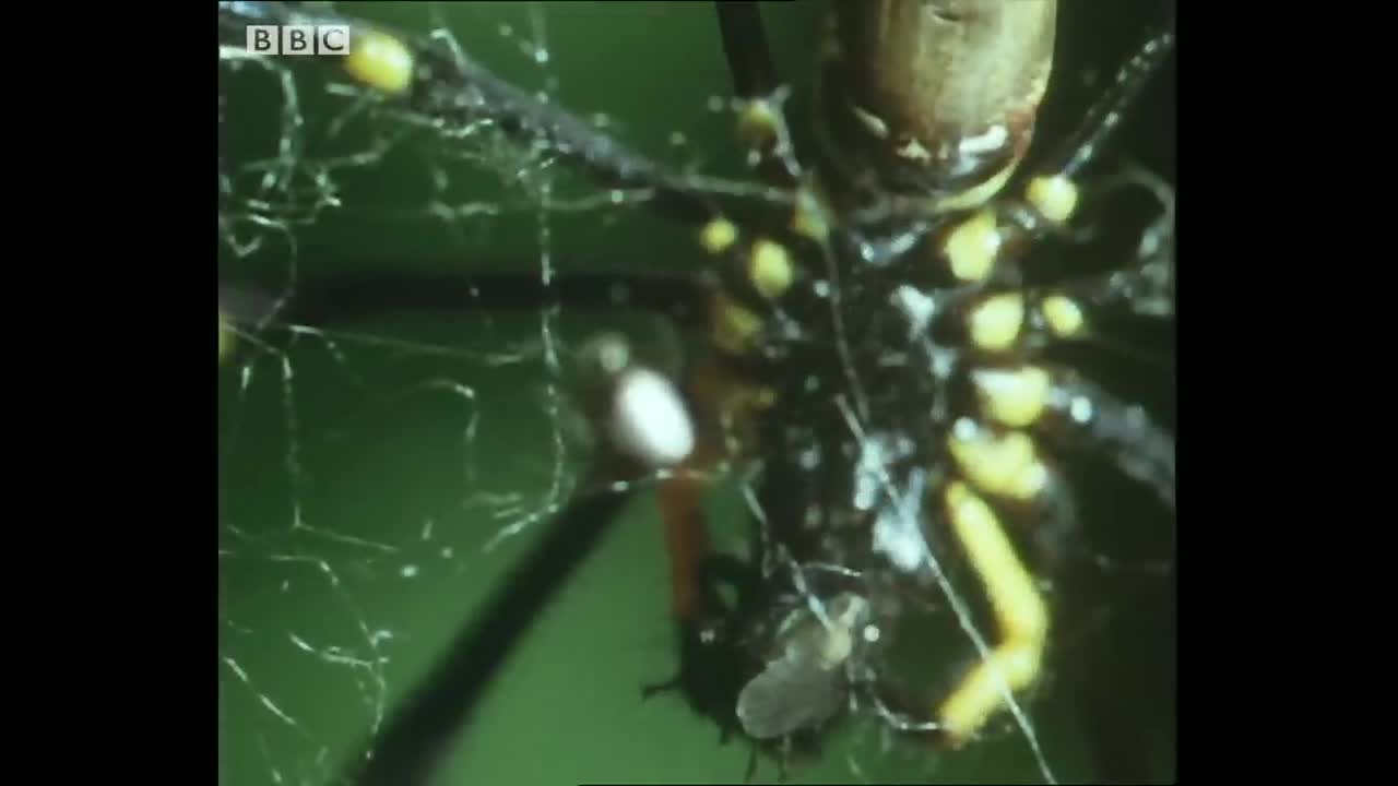 Tiny Spider Steals From Giant Spider | Trials Of Life | BBC Earth
