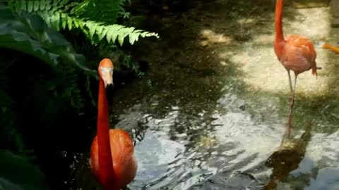 Flamingos em um lago na selva