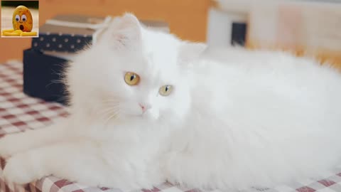 Cat Sound Effect