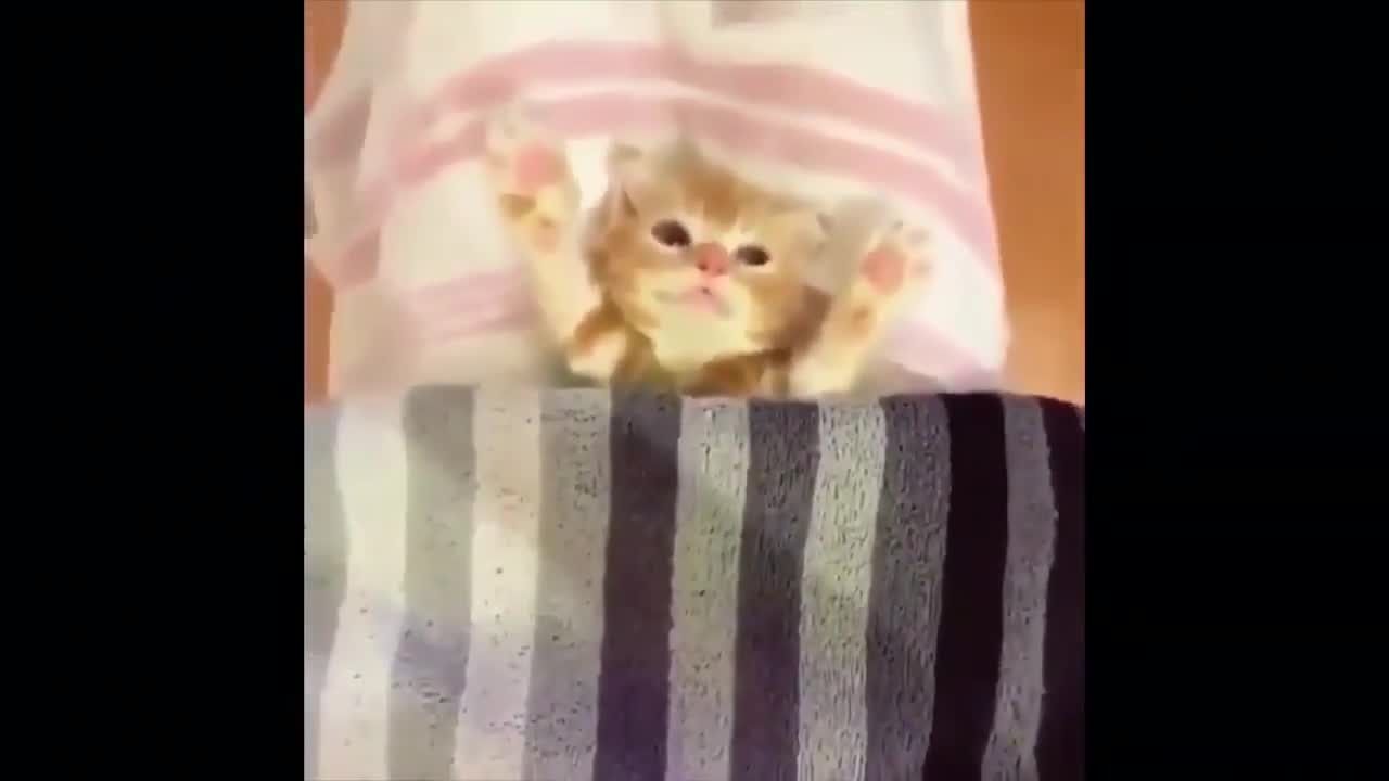Top 10 cute kittens part 5/ Top 10 gatinhos fofo parte 5