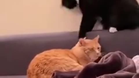 Best Funny Animal Videos 2022 😂 - Funniest Cats Videos 😻