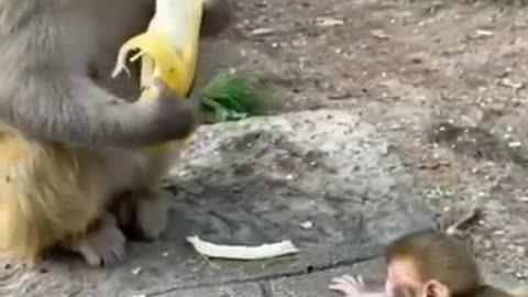 so funny stingy mother