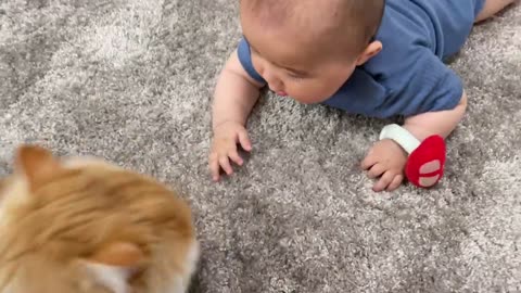 kittens like to kiss children