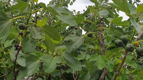 My fruits &veg garden in urdu 2