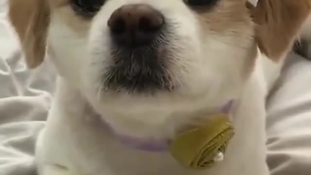Funny Dog baby wear a mask.
