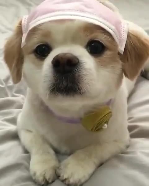 Funny Dog baby wear a mask.