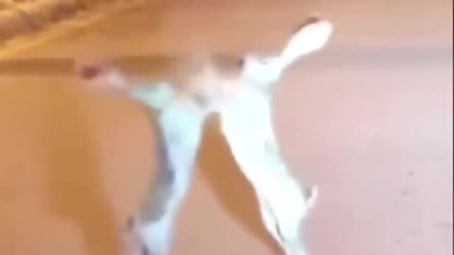Animals ended up into argument