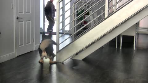 How to teach your dog to guard