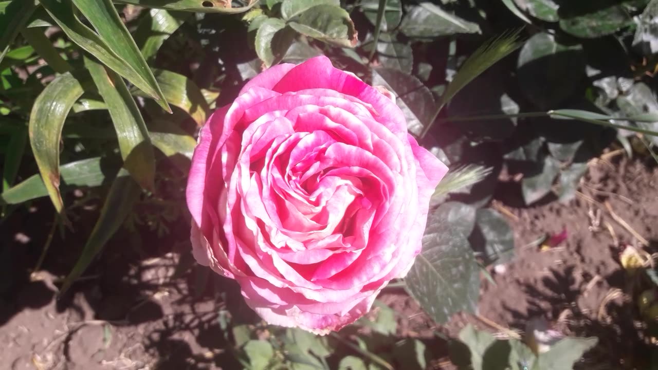 Pink rose