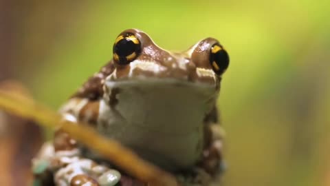 Wildlife Animals in amazon.