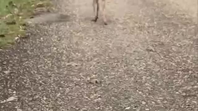 Fawn Runs Towards A Woman As She Asks Where Is Her Mom