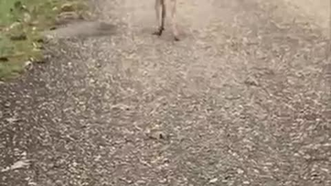 Fawn Runs Towards A Woman As She Asks Where Is Her Mom